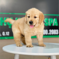 Golden Retriever - Màu Vàng Đậm (MS 27)