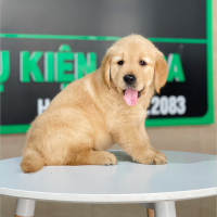 Golden Retriever - Màu Vàng Đậm (MS 27)