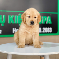 Golden Retriever - Màu Vàng Đậm (MS 27)
