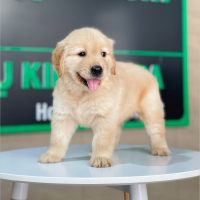 Golden Retriever - Màu Vàng Đậm (MS 28)