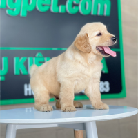 Golden Retriever - Màu Vàng Đậm (MS 29)