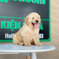 Golden Retriever - Màu Vàng Đậm (MS 29)