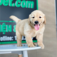 Golden Retriever - Màu Vàng Đậm (MS 29)