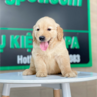 Golden Retriever - Màu Vàng Đậm (MS 29)