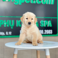 Golden Retriever - Màu Vàng Đậm (MS 30)