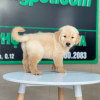 Golden Retriever - Màu Vàng Đậm (MS 30)