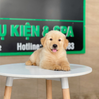 Golden Retriever - Màu Vàng Đậm (MS 30)