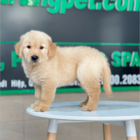 Golden Retriever - Màu Vàng Đậm (MS 30)