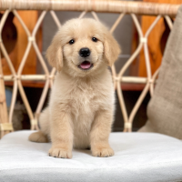 Golden Retriever - Màu Vàng Đậm (MS 31)