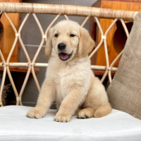 Golden Retriever - Màu Vàng Đậm (MS 32)