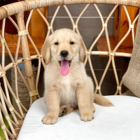 Golden Retriever - Màu Vàng Đậm (MS 33)