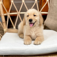 Golden Retriever - Màu Vàng Đậm (MS 34)