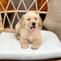 Golden Retriever - Màu Vàng Đậm (MS 34)