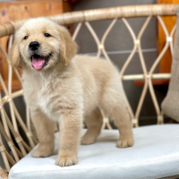 Golden Retriever - Màu Vàng Đậm (MS 34)