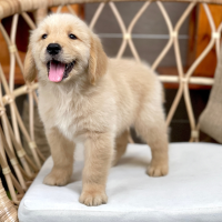 Golden Retriever - Màu Vàng Đậm (MS 34)