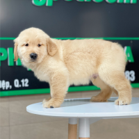 Golden Retriever - Màu Vàng Đậm (MS 24)
