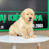 Golden Retriever - Màu Vàng Đậm (MS 24)