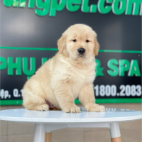 Golden Retriever - Màu Vàng Đậm (MS 24)