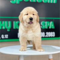 Golden Retriever - Màu Vàng Đậm (MS 24)