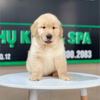 Golden Retriever - Màu Vàng Đậm (MS 24)