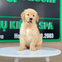 Golden Retriever - Màu Vàng Đậm (MS 25)
