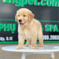 Golden Retriever - Màu Vàng Đậm (MS 25)