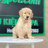 Golden Retriever - Màu Vàng Đậm (MS 25)