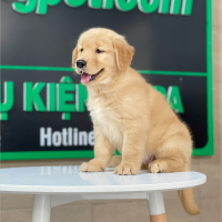 Golden Retriever - Màu Vàng Đậm (MS 25)