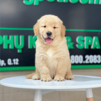 Golden Retriever - Màu Vàng Đậm (MS 26)