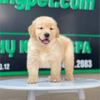 Golden Retriever - Màu Vàng Đậm (MS 26)