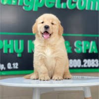Golden Retriever - Màu Vàng Đậm (MS 26)