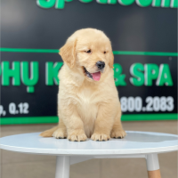 Golden Retriever - Màu Vàng Đậm (MS 26)