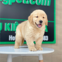 Golden Retriever - Màu Vàng Đậm (MS 26)