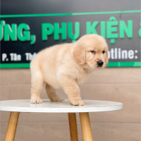 Golden Retriever - Màu Vàng Kem (MS 02)