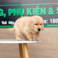 Golden Retriever - Màu Vàng Kem (MS 02)