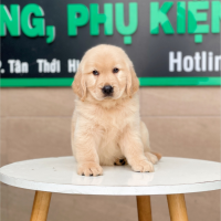 Golden Retriever - Màu Vàng Kem (MS 02)