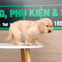 Golden Retriever - Màu Vàng Kem (MS 02)