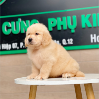 Golden Retriever - Màu Vàng Kem (MS 03)