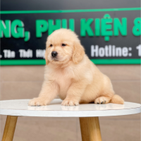 Golden Retriever - Màu Vàng Kem (MS 03)