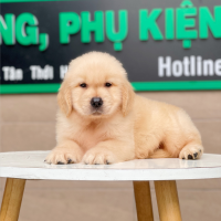Golden Retriever - Màu Vàng Kem (MS 03)
