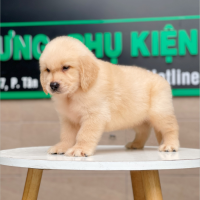 Golden Retriever - Màu Vàng Kem (MS 03)