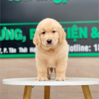 Golden Retriever - Màu Vàng Kem (MS 04)