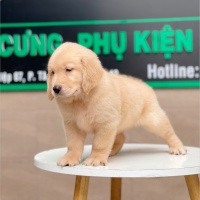 Golden Retriever - Màu Vàng Kem (MS 04)