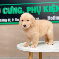 Golden Retriever - Màu Vàng Kem (MS 04)