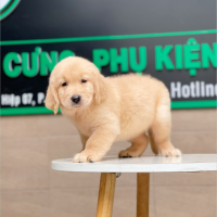 Golden Retriever - Màu Vàng Kem (MS 04)