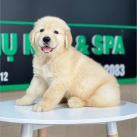 Golden Retriever - Màu Vàng Kem (MS 10)
