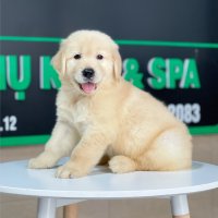 Golden Retriever - Màu Vàng Kem (MS 10)