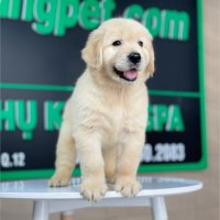 Golden Retriever - Màu Vàng Kem (MS 10)