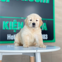 Golden Retriever - Màu Vàng Kem (MS 14)