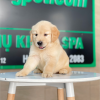 Golden Retriever - Màu Vàng Kem (MS 14)